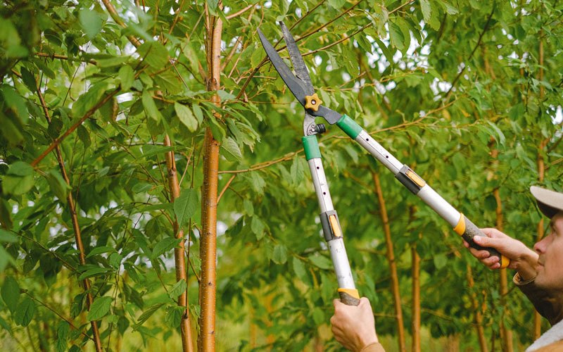 Tree trimming in Atoka, OK